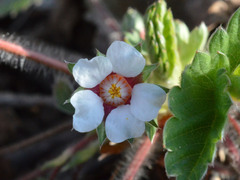 Potentilla micrantha