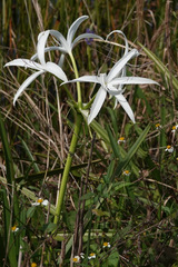 Crinum americanum