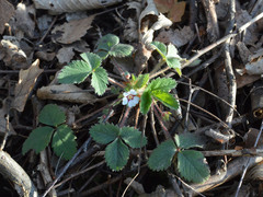 Potentilla micrantha