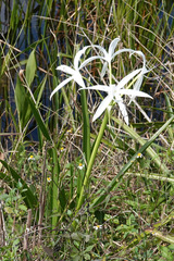 Crinum americanum