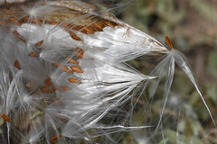 Stapelia grandiflora