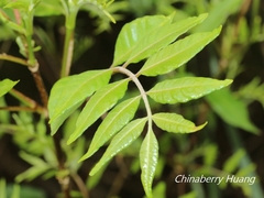 Tetradium ruticarpum