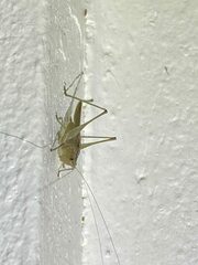 Conocephalus maculatus