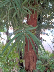 Podocarpus henkelii