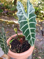Alocasia amazonica