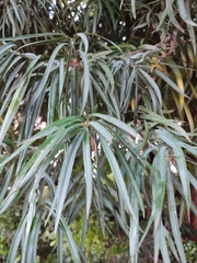 Podocarpus henkelii