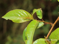 Stachyurus himalaicus