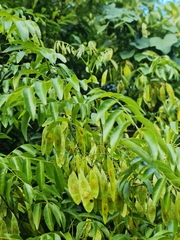 Dalbergia bracteolata