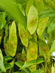 Dalbergia bracteolata