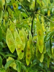 Dalbergia bracteolata