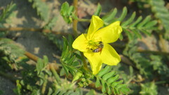 Apis florea