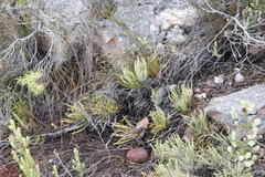 Protea denticulata
