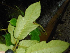 Ficus simplicissima