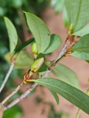 Erythroxylum