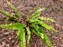 Asplenium scolopendrium