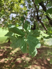 Dombeya rotundifolia