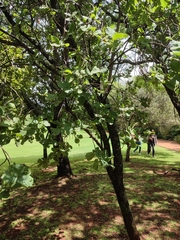Dombeya rotundifolia