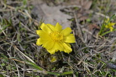 Adonis volgensis