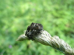 Araneus angulatus