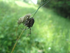 Araneus angulatus