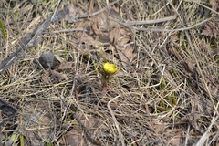 Adonis volgensis