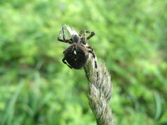 Araneus angulatus