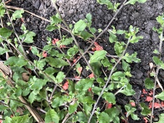 Bothriospermum zeylanicum