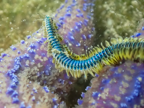 Phyllodoce lamelligera