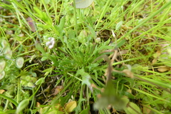 Teesdalia coronopifolia