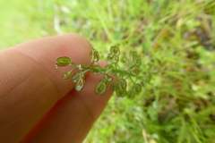 Teesdalia coronopifolia