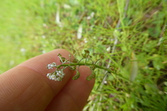 Teesdalia coronopifolia