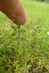 Teesdalia coronopifolia