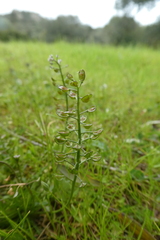 Teesdalia coronopifolia