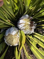 Protea cryophila