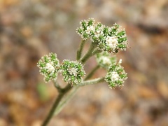 Adenocaulon chilense