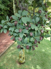 Dais cotinifolia