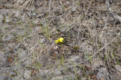 Adonis volgensis