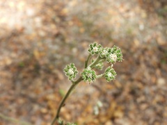 Adenocaulon chilense