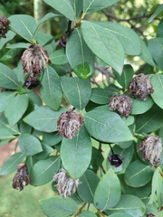 Dais cotinifolia