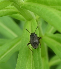 Capsus