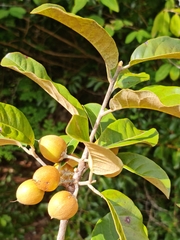 Capurodendron