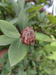 Dais cotinifolia