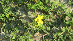 Apis florea