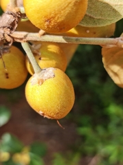Capurodendron