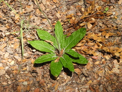 Adenocaulon chilense