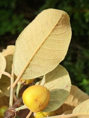Capurodendron