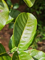 Capurodendron