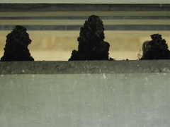 Petrochelidon fulva