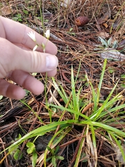 Nothoscordum bivalve