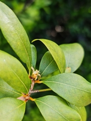 Erythroxylum